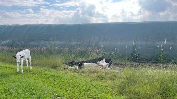 Eine abgemagerte Kuh liegt auf einer Betonplatte, daneben steht ein Kalb. © Polizeiinspektion Nienburg/Schaumburg 