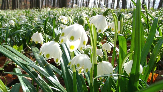 Auf einer Wiese sind zahlreiche blühende Frühlings-Knotenblumen, auch Märzenbecher genannt, zu sehen. © Stadt Hameln 