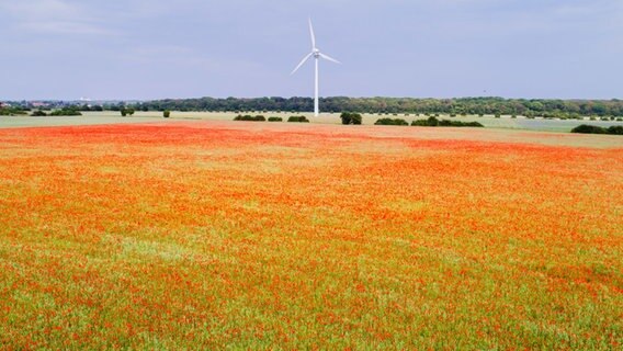 Mohn blüht auf einem Feld am Kronsberg bei Hannover. © Julian Stratenschulte/dpa Foto: Julian Stratenschulte