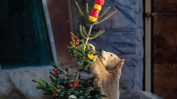 Eisbärin "Nana" frisst im Erlebnis-Zoo Hannover Paprika-Scheiben, die an einem Weihnachtsbaum hängen. © picture alliance/dpa | Moritz Frankenberg Foto: Moritz Frankenberg