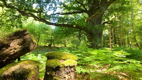 Moosbedeckte Baumstümpfe stehen in einem niedersächsischen Naturwald. © Niedersächsische Landesforsten 