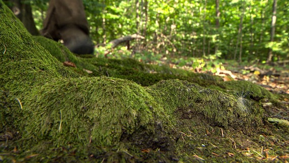 Moos wächst in einem Wald. © NDR 