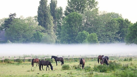 Nebelschwaden ziehen am frühen Morgen über eine Wiese, auf der Pferde stehen. © dpa Foto: Julian Stratenschulte