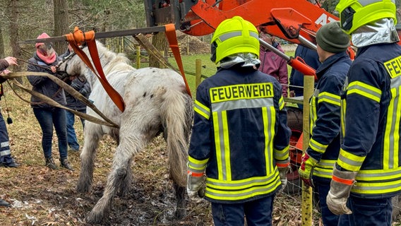 Ein Pferd wird von Feuerwehrleuten aus dem Schlamm gerettet. © Feuerwehr Flotwedel 