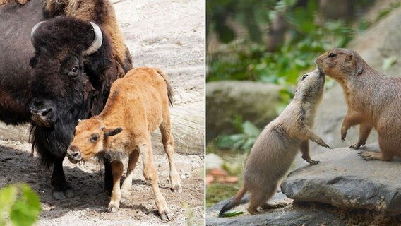 Eine Bildkombo zeigt ein Bisonkalb mit seiner Mutter und einen jungen Präriehund, der seine Mutter im Zoo beschnuppert. © Erlebniszoo Hannover 