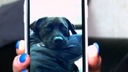 Eine Frau zeigt das Foto eines Hundes auf ihrem Smartphone. © Hannover Reporter 