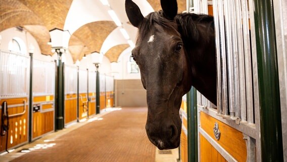 Ein Pferd schaut aus seinem Stall auf dem Gelände der Polizeiinspektion Besondere Dienste in Hannover. © dpa-Bildfunk 