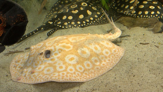 Süßwasserrochen schwimmen in einem Aquarium. © NDR 