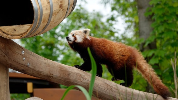 Ein roter Panda im Serengeti Park in Hodenhagen © Serengeti-Park Hodenhagen 
