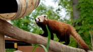 Ein roter Panda im Serengeti Park in Hodenhagen © Serengeti-Park Hodenhagen 