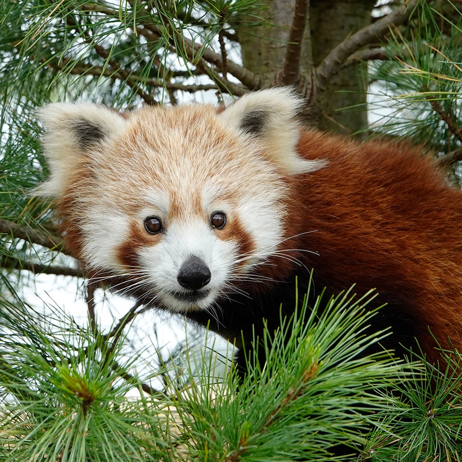Erster Roter Panda Khusi im Serengeti-Park angekommen   -  Nachrichten - Niedersachsen - Studio Hannover