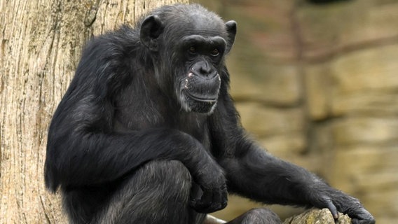Schimpansin "Schika" sitzt auf einem Baumstamm im Zoo Hannover. © Zoo Hannover 