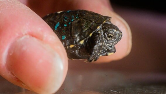 Eine Tierpflegerin zeigt eine junge Europäische Sumpfschildkröte im Sea Life. © dpa-Bildfunk 