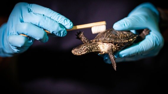 Eine Tierpflegerin putzt im Sea Life den Panzer einer Europäischen Sumpfschildkröte. © dpa Foto: Moritz Frankenberg