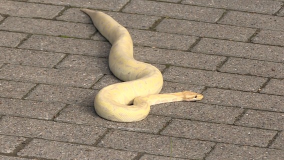 Ein Python liegt auf der Straße in Hannover © TeleNewsNetwork Foto: TeleNewsNetwork