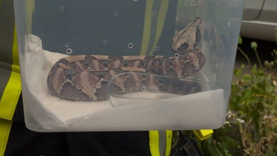Schlangen liegen in Plastikboxen. © HannoverReporter 