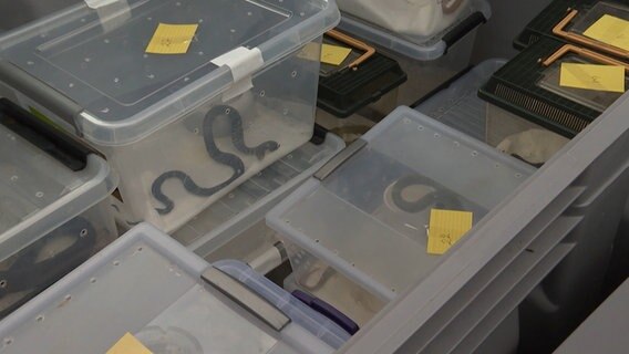Schlangen liegen in Plastikboxen. © HannoverReporter 