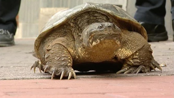 Eine gefundene Schnappschildkröte läuft auf einem Bürgersteig in Hannover Linden. © Telenews Network 