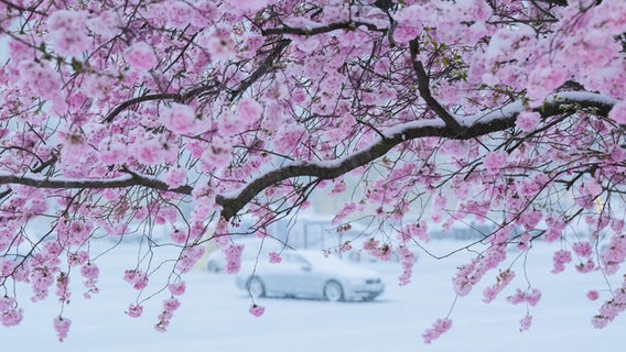 Schnee liegt auf Kirschblüten. © dpa-Bildfunk Foto: Julian Stratenschulte