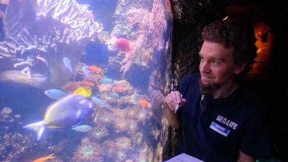 Tierpfleger Sascha Thiel zählt Juwelen- und Fahnenbarsche bei der jährlichen Inventur im Sea Life Hannover. © Julian Stratenschulte/dpa Foto: Julian Stratenschulte