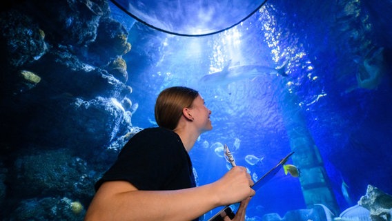 Tierpflegerin Lisa Winkelgrund zählt Haie, Fische und Schildkröten bei der jährlichen Inventur im Sea Life Hannover. © Julian Stratenschulte/dpa Foto: Julian Stratenschulte