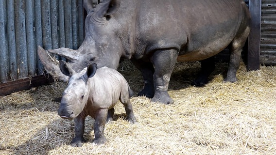 Das Breitmaulnashorn-Junge "Fabiana" mit seiner Mutter im Serengeti-Park. © Serengeti-Park 