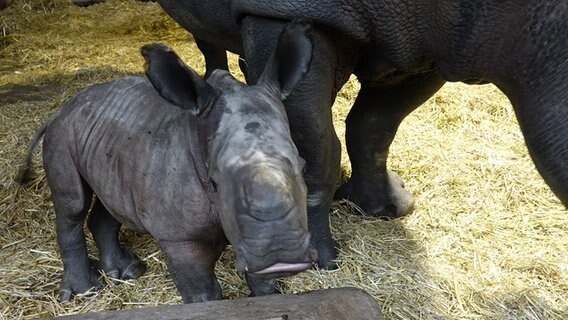 Das Breitmaulnashorn-Junge "Fabiana" mit seiner Mutter im Serengeti-Park. © Serengeti-Park 
