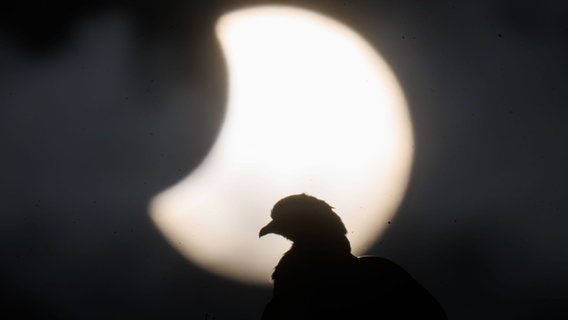 Eine Taube sitzt auf einem Dach in der Region Hannover während am Himmel hinter ihr eine partielle Sonnenfinsternis zu sehen ist. © dpa-Bildfunk Foto: Julian Stratenschulte