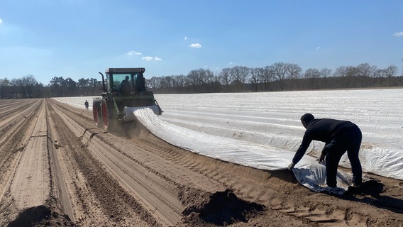 Ein Traktor deckt Folie von einem Spargelfeld ab. © NDR Foto: Amelia Wischnewski