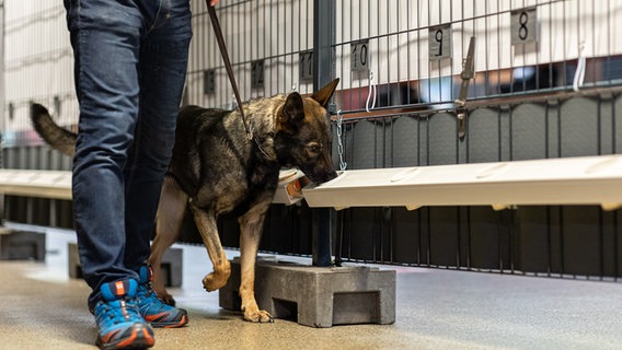 Ein Spürhund wird mit Geruchsproben zur Erkennung von Covid-Infizierten trainiert. © picture alliance/dpa Foto: Michael Matthey