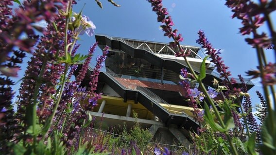 Wildblumen wachsen vor dem holländischen Expo-Pavillon in Hannover. © dpa-Bildfunk Foto: Jochen Lübke