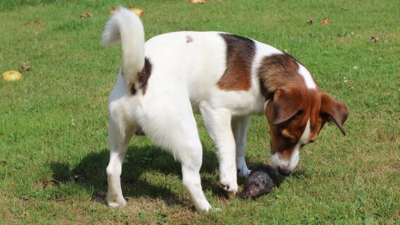 Ein Hund der mit einem Hamster spielt. © dpa - Bildfunk Foto: Beate Ney-Janßen