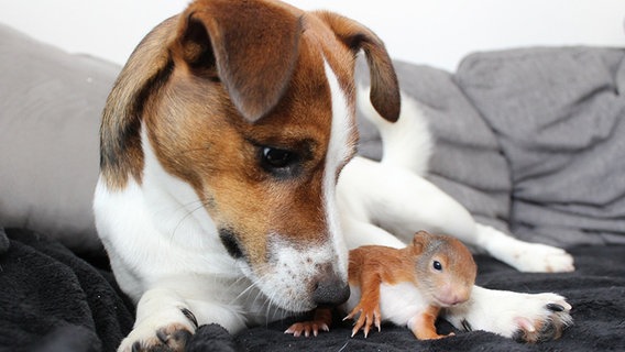 Ein Hund der mit einem Eichhörnchen kuschelt. © dpa - Bildfunk Foto: Beate Ney-Janßen