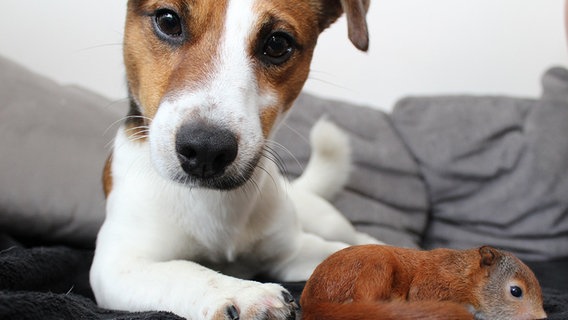 Ein Hund der mit einem Eichhörnchen kuschelt. © dpa - Bildfunk Foto: Beate Ney-Janßen