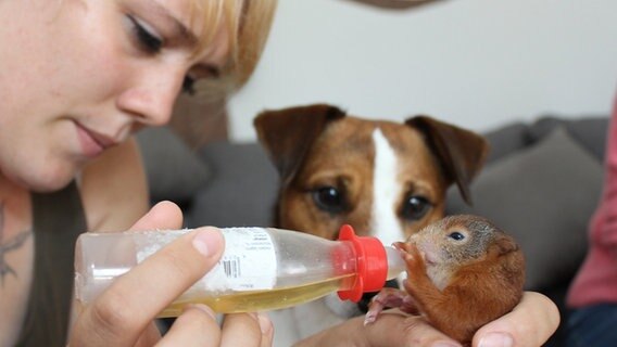 Eine Frau füttert ein Eichhörnchen. © dpa - Bildfunk Foto: Beate Ney-Janßen