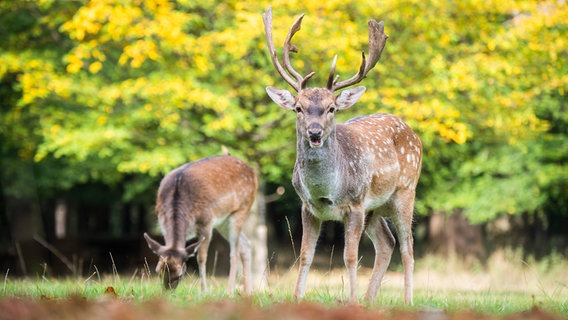 Ein Damhirsch steht im Tiergarten. © dpa - Bildfunk Foto: Julian Stratenschulte