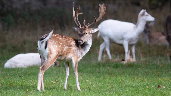 Ein Damhirsch steht im Tiergarten. © dpa - Bildfunk Foto: Julian Stratenschulte