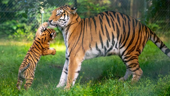 Der Sibirische Tiger "Anastasia" (6) spielt mit einem ihrer beiden knapp drei Monate alten Jungtiere im Serengeti-Park. © Philipp Schulze/dpa Foto: Philipp Schulze/dpa