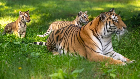 Tiger "Anastasia" liegt mit ihren beiden knapp drei Monate alten Jungtieren im Serengeti-Park. © Philipp Schulze/dpa Foto: Philipp Schulze/dpa