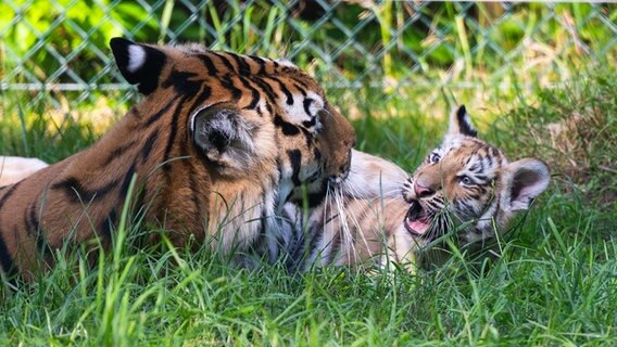 Tiger "Anastasia" spielt mit einem ihrer beiden knapp drei Monate alten Jungtiere im Serengeti-Park. © Philipp Schulze/dpa Foto: Philipp Schulze/dpa