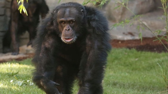 Schimpansen-Männchen "Toto" im Zoo Hannover © Erlebnis-Zoo Hannover 