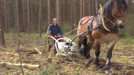 Forstwirt Robert Schmidt läuft mit einer Sähmaschine hinter seinem Kaltblut-Arbeitspferd "Donny" her. © NDR 