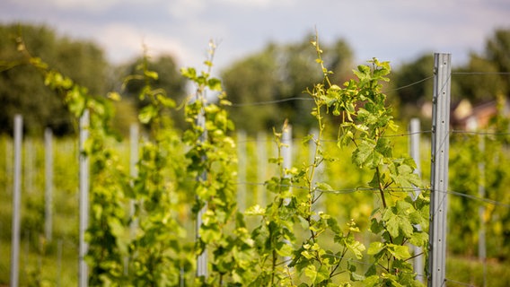 Die Rebsorten Grauburgunder und Solaris wachsen auf einer Weinplantage in der Region Hannover. © Moritz Frankenberg/dpa Foto: Moritz Frankenberg