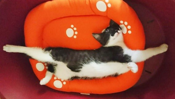 Eine Katze liegt auf einem Kissen und streckt sich.  