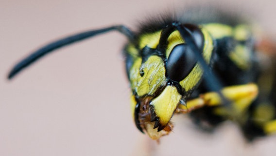 Nahaufnahme einer Wespe. © dpa-Bildfunk Foto: Julian Stratenschulte