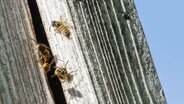 Wespen fliegen hinter eine Holzverkleidung an einem Haus. © Melissa Erichsen/dpa Foto: Melissa Erichsen