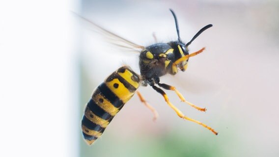 Eine Wespe fliegt durch die Luft. © dpa Foto: Julian Stratenschulte