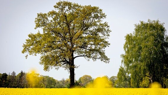 Ein Baum steht bei sonnigem Wetter auf einem blühenden Rapsfeld in der Region Hannover. © dpa Foto: Moritz Frankenberg