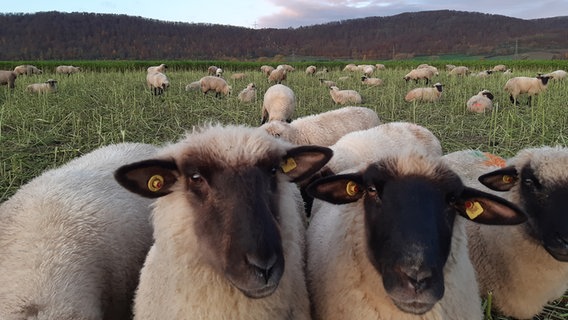 Zwei Schafe sind der Kamera in Ockensen ganz nah. © NDR Foto: Bettina Schlüter