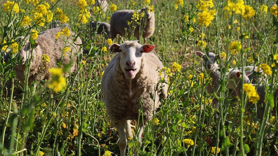 Ein Schaf streckt die Zunge raus. © NDR Foto: Elke Strauch